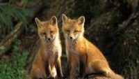 pic for Baby Foxes 